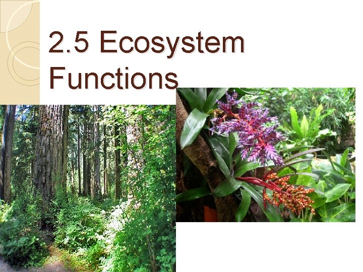 2. 5 Ecosystem Functions 
