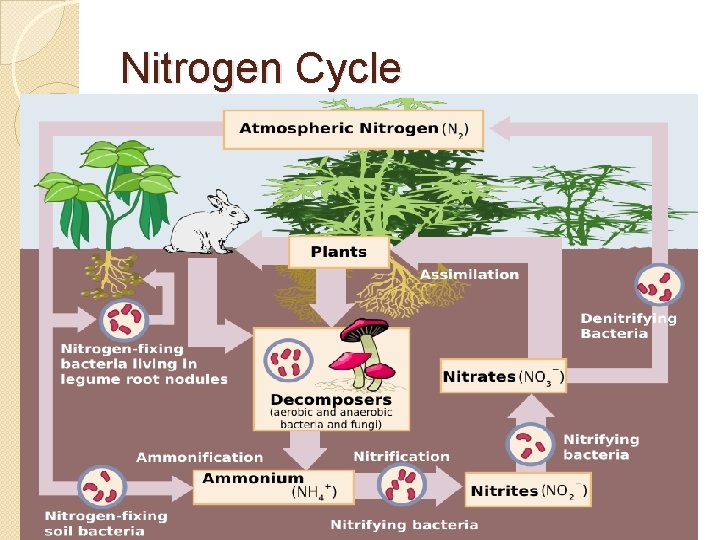 Nitrogen Cycle 