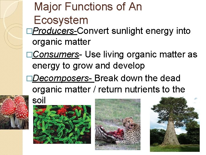 Major Functions of An Ecosystem �Producers-Convert sunlight energy into organic matter �Consumers- Use living