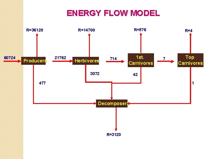 ENERGY FLOW MODEL R=36120 60724 Producers R=576 R=14700 21762 Herbivores 714 1 st. Carnivores