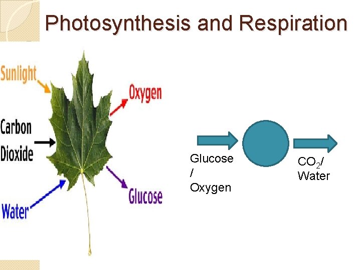 Photosynthesis and Respiration Glucose / Oxygen CO 2/ Water 