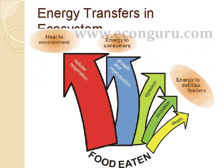 Energy Transfers in Ecosystem 