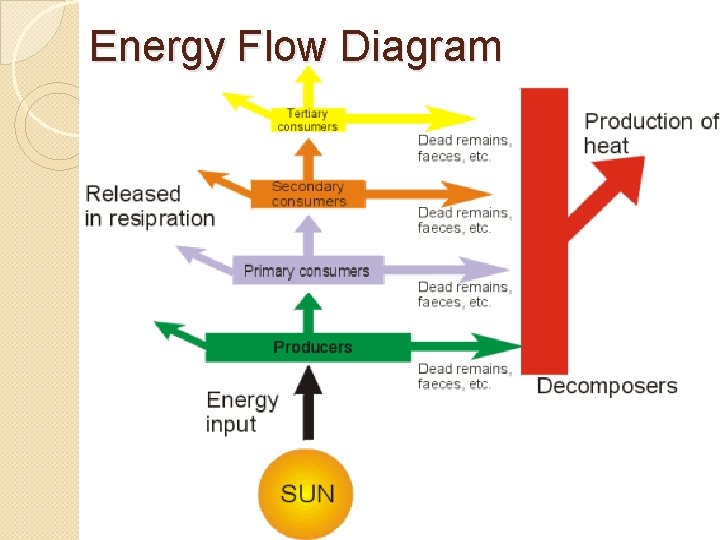 Energy Flow Diagram 