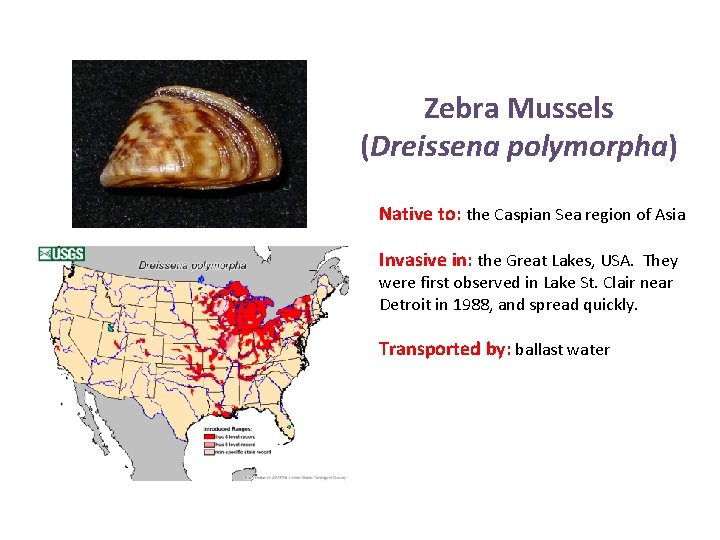 Zebra Mussels (Dreissena polymorpha) Native to: the Caspian Sea region of Asia Invasive in: