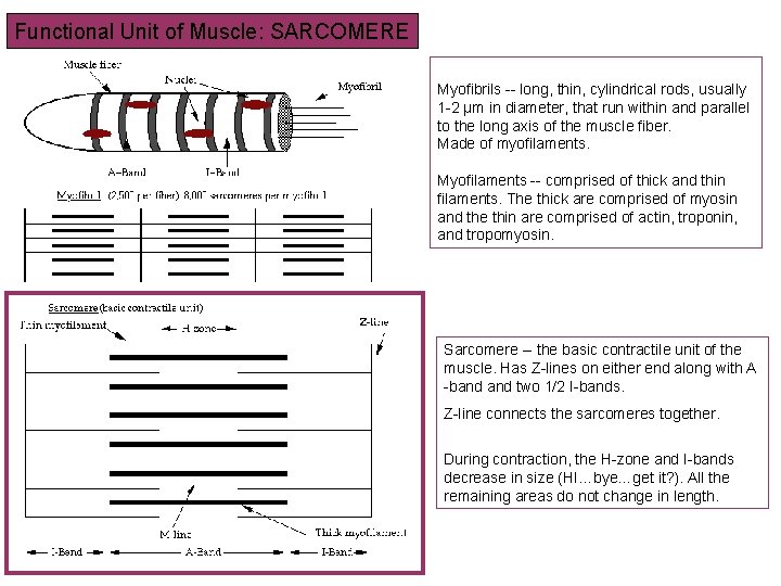 Functional Unit of Muscle: SARCOMERE Myofibrils -- long, thin, cylindrical rods, usually 1 -2
