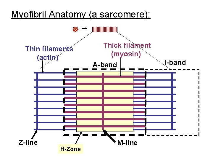 Myofibril Anatomy (a sarcomere): Thin filaments (actin) Z-line H-Zone Thick filament (myosin) I-band A-band