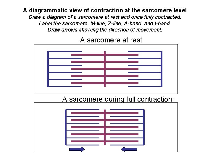A diagrammatic view of contraction at the sarcomere level Draw a diagram of a