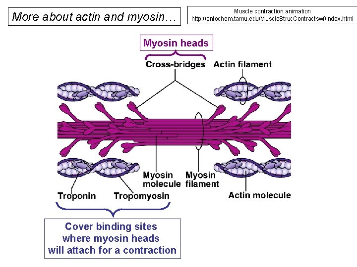 More about actin and myosin… Muscle contraction animation http: //entochem. tamu. edu/Muscle. Struc. Contractswf/index.