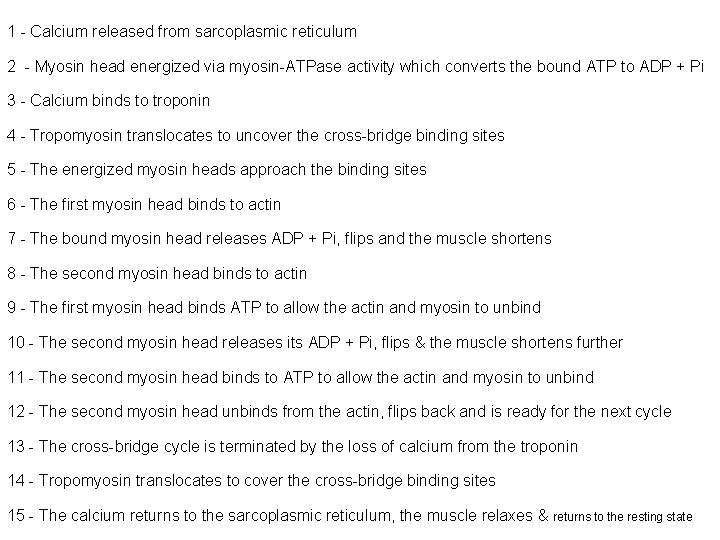 1 - Calcium released from sarcoplasmic reticulum 2 - Myosin head energized via myosin-ATPase