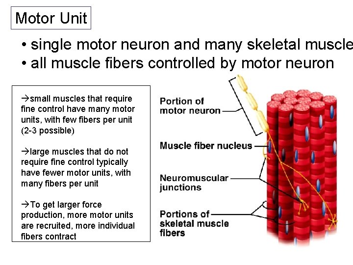 Motor Unit • single motor neuron and many skeletal muscle • all muscle fibers