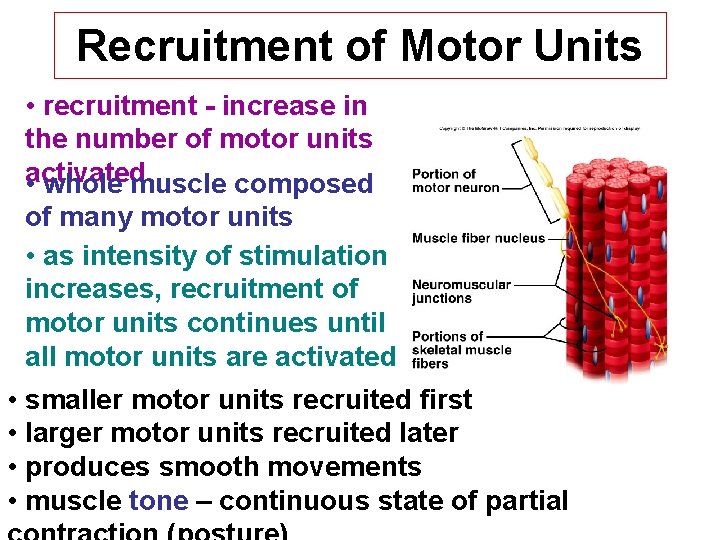 Recruitment of Motor Units • recruitment - increase in the number of motor units