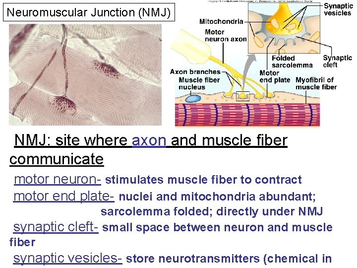 Neuromuscular Junction (NMJ) NMJ: site where axon and muscle fiber communicate motor neuron- stimulates