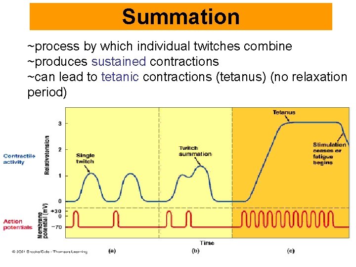 Summation ~process by which individual twitches combine ~produces sustained contractions ~can lead to tetanic