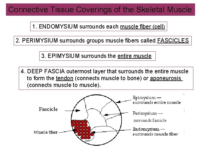 Connective Tissue Coverings of the Skeletal Muscle 1. ENDOMYSIUM surrounds each muscle fiber (cell)