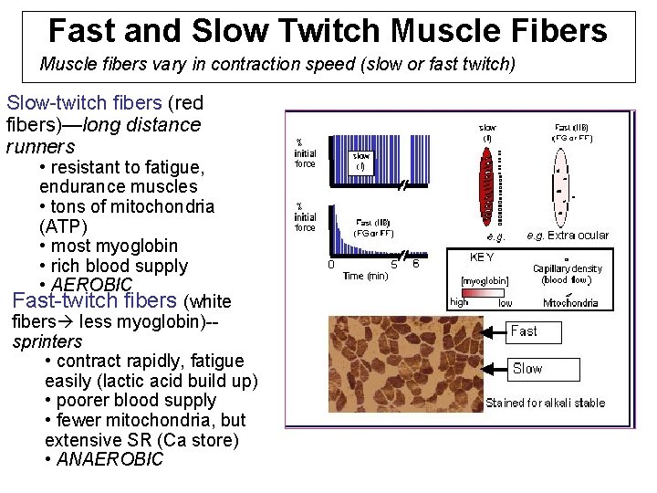 Fast and Slow Twitch Muscle Fibers Muscle fibers vary in contraction speed (slow or