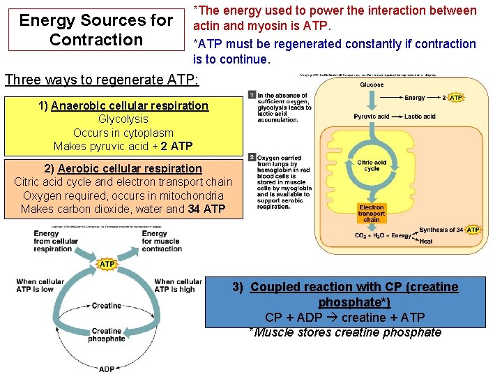 Energy Sources for Contraction *The energy used to power the interaction between actin and