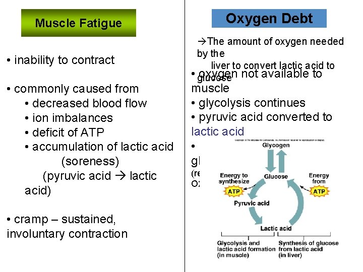 Muscle Fatigue • inability to contract • commonly caused from • decreased blood flow