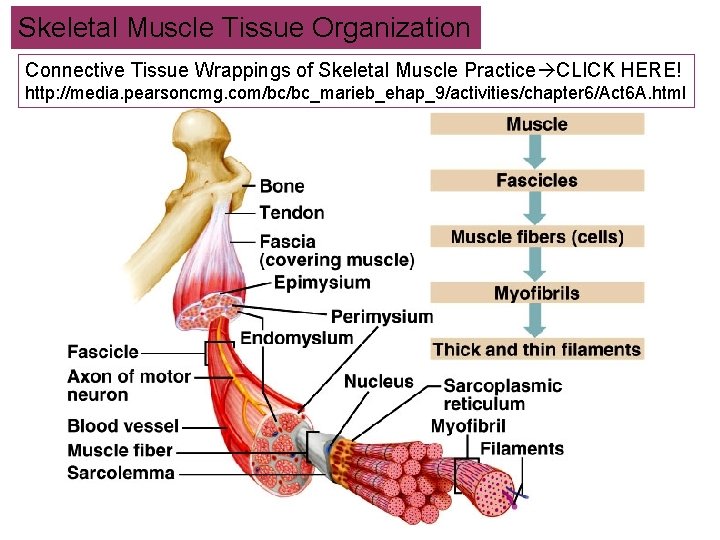 Skeletal Muscle Tissue Organization Connective Tissue Wrappings of Skeletal Muscle Practice CLICK HERE! http: