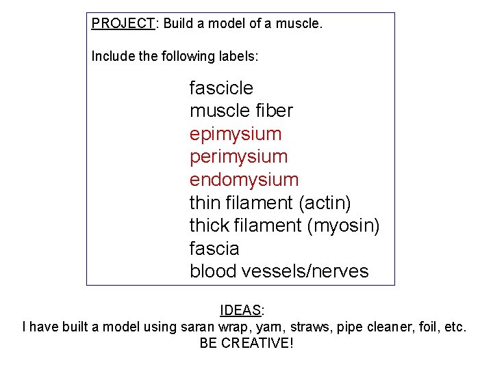 PROJECT: Build a model of a muscle. Include the following labels: fascicle muscle fiber
