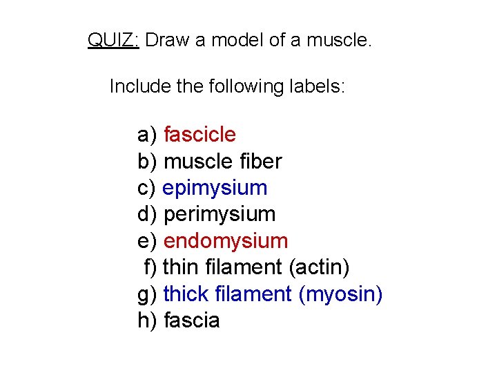 QUIZ: Draw a model of a muscle. Include the following labels: a) fascicle b)