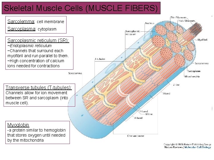 Skeletal Muscle Cells (MUSCLE FIBERS) Sarcolemma: cell membrane Sarcoplasma: cytoplasm Sarcoplasmic reticulum (SR): ~Endoplasmic