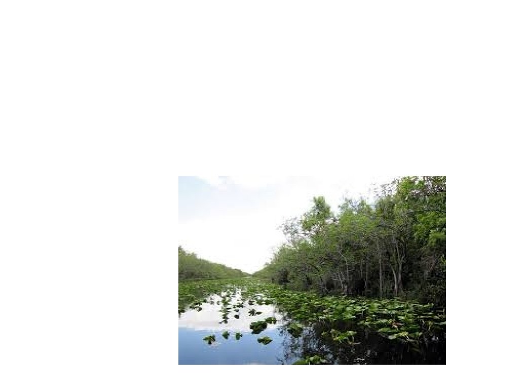 THE DECIMATION OF THE EVERGLADES. 