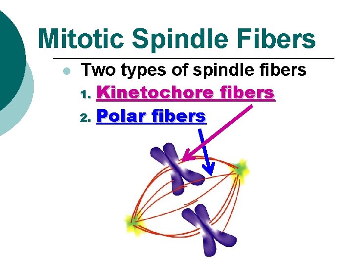 Mitotic Spindle Fibers l Two types of spindle fibers 1. Kinetochore fibers 2. Polar