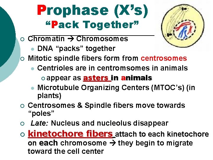 Prophase (X’s) “Pack Together” Chromatin Chromosomes l DNA “packs” together ¡ Mitotic spindle fibers