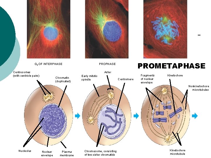 G 2 OF INTERPHASE PROMETAPHASE PROPHASE Aster Centrosomes (with centriole pairs) Chromatin (duplicated) Early