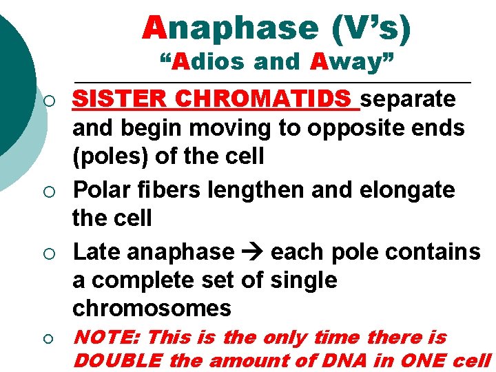 Anaphase (V’s) “Adios and Away” ¡ ¡ SISTER CHROMATIDS separate and begin moving to