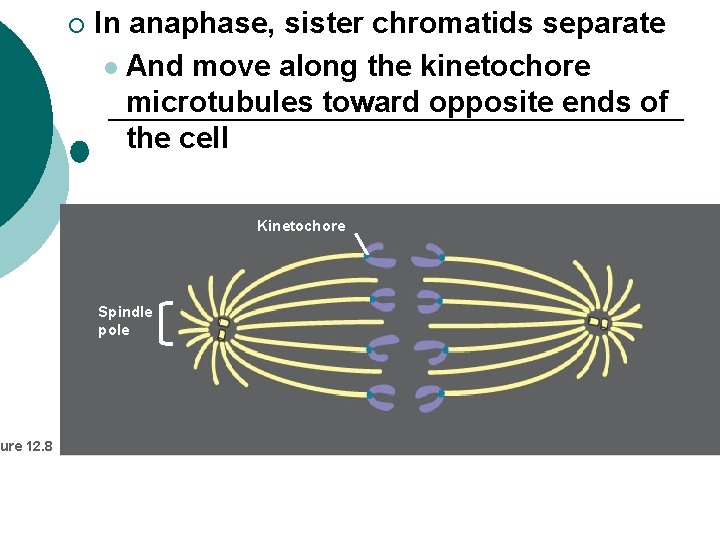ure 12. 8 ¡ 1 In anaphase, sister chromatids separate l And move along