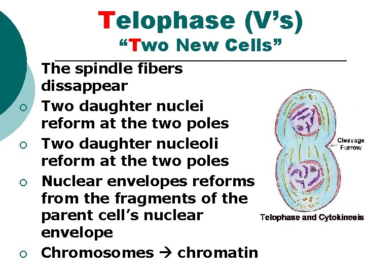 Telophase (V’s) “Two New Cells” ¡ ¡ ¡ The spindle fibers dissappear Two daughter