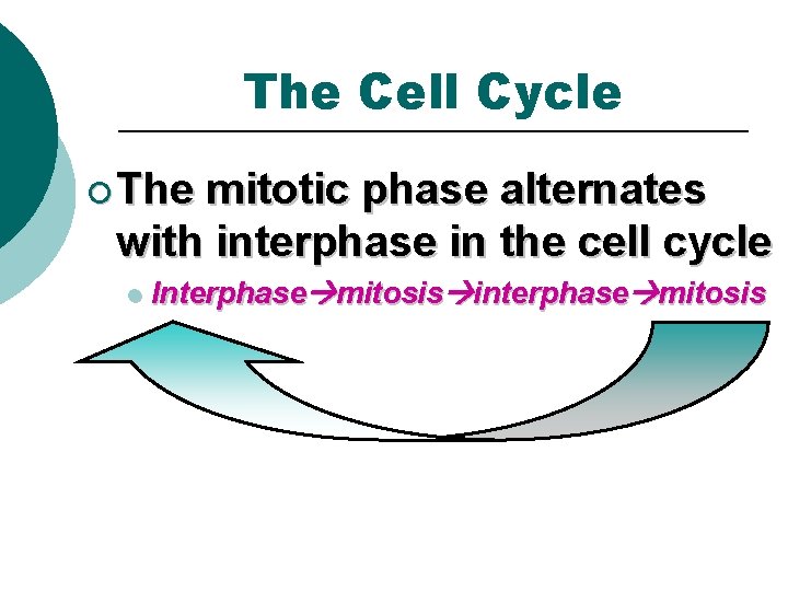 The Cell Cycle ¡ The mitotic phase alternates with interphase in the cell cycle