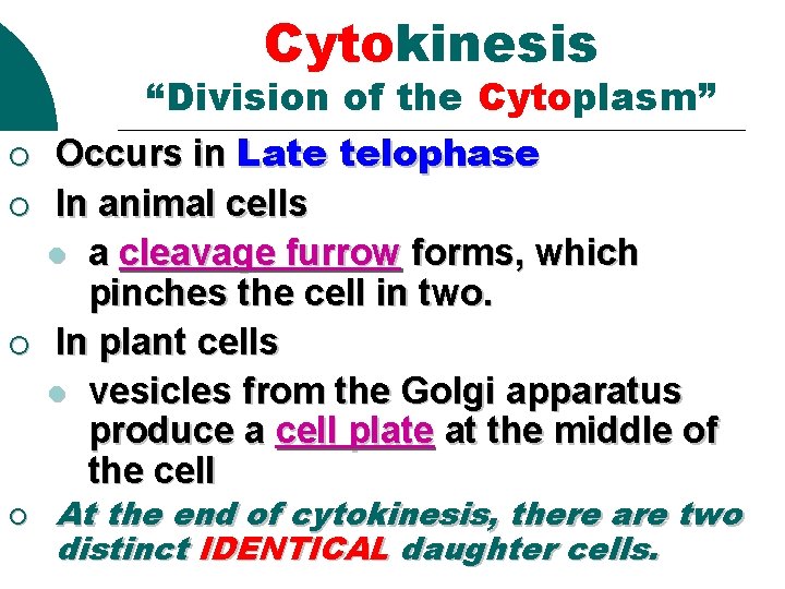 Cytokinesis ¡ ¡ “Division of the Cytoplasm” Occurs in Late telophase In animal cells