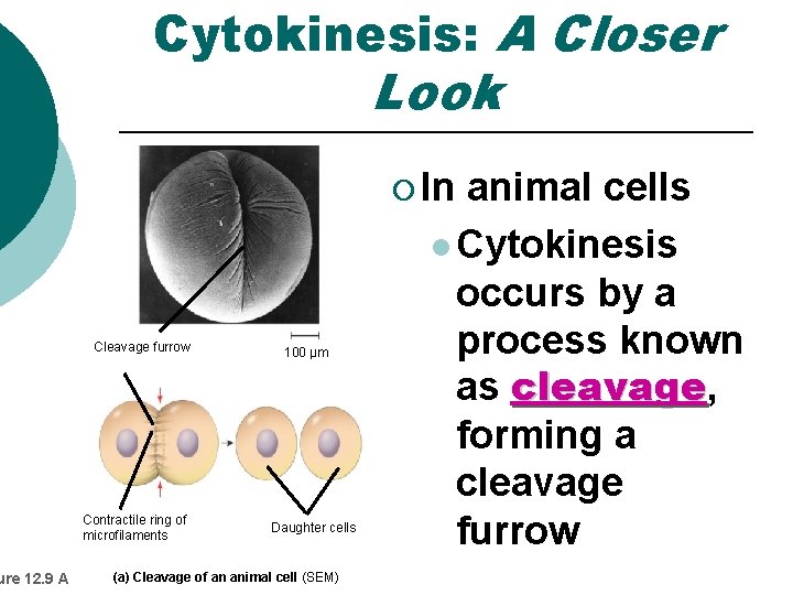 ure 12. 9 A Cytokinesis: A Closer Look ¡ In Cleavage furrow Contractile ring