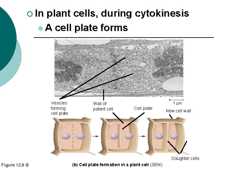 ¡ In plant cells, during cytokinesis l A cell plate forms Vesicles forming cell