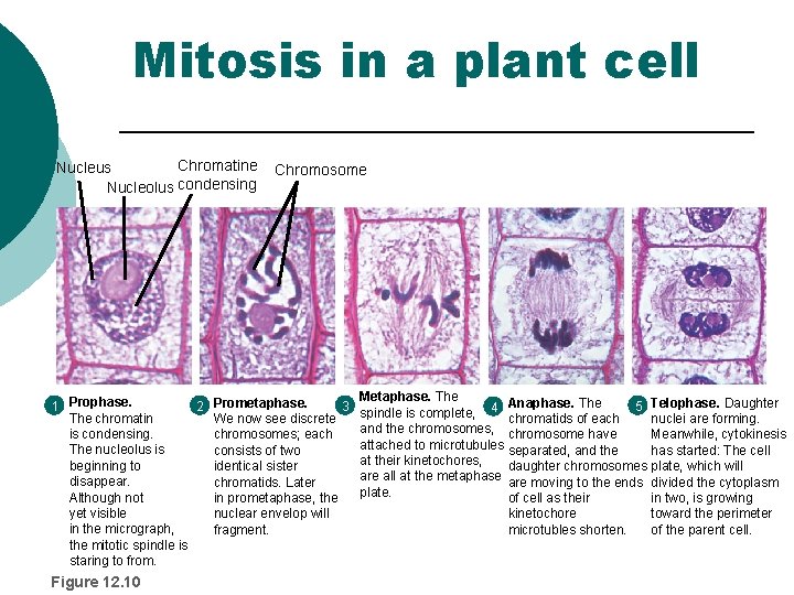 Mitosis in a plant cell Chromatine Nucleus Nucleolus condensing Chromosome Metaphase. The 2 Prometaphase.