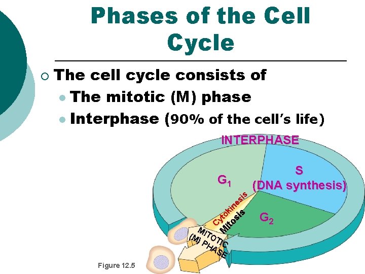 Phases of the Cell Cycle The cell cycle consists of l The mitotic (M)