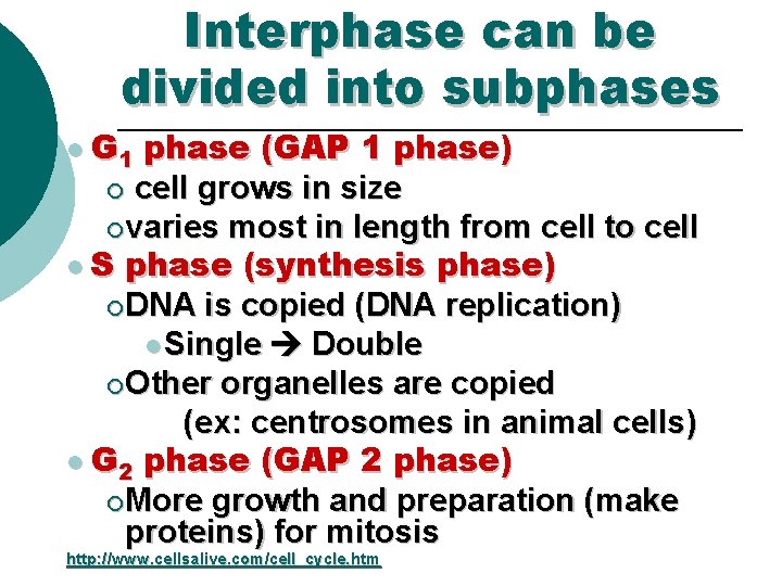 Interphase can be divided into subphases l G 1 phase (GAP 1 phase) ¡