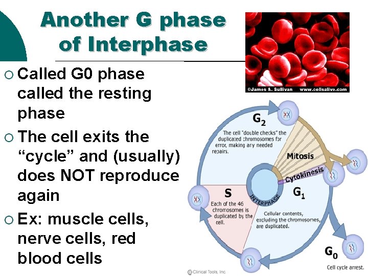 Another G phase of Interphase ¡ Called G 0 phase called the resting phase