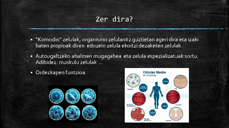 Zer dira? § “Komodin” zelulak, organismo zelulanitz guztietan ageri dira eta izaki baten propioak