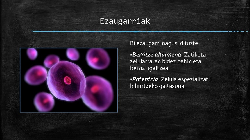 Ezaugarriak Bi ezaugarri nagusi dituzte: §Berritze ahalmena. Zatiketa zelularraren bidez behin eta berriz ugaltzea