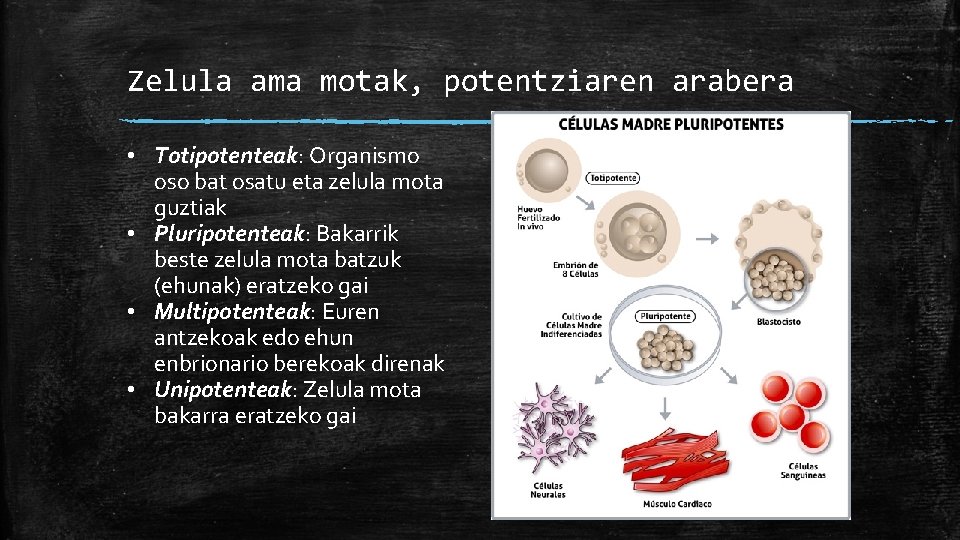 Zelula ama motak, potentziaren arabera • Totipotenteak: Organismo oso bat osatu eta zelula mota