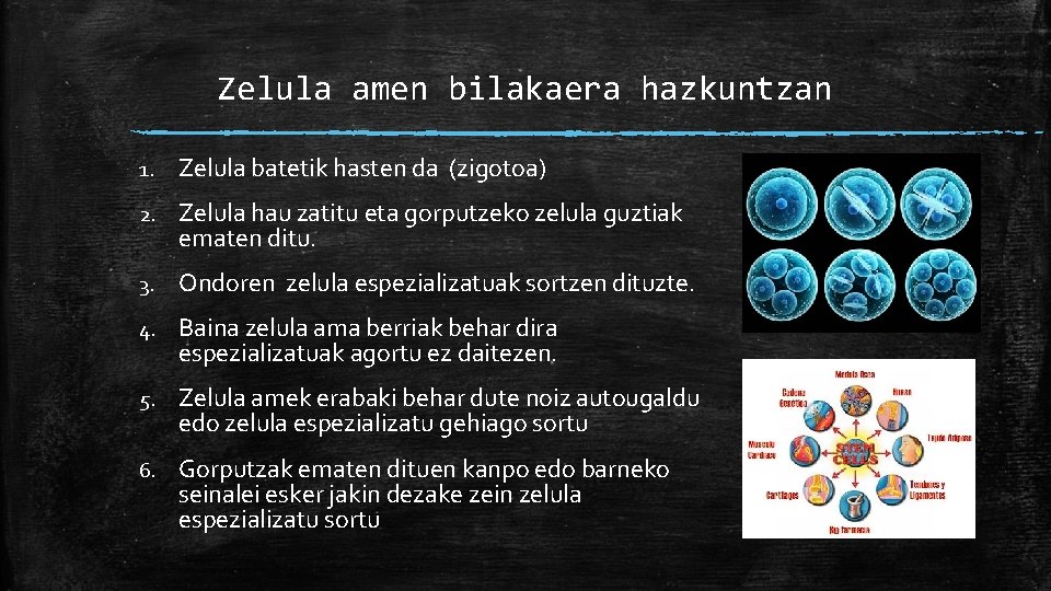Zelula amen bilakaera hazkuntzan 1. Zelula batetik hasten da (zigotoa) 2. Zelula hau zatitu