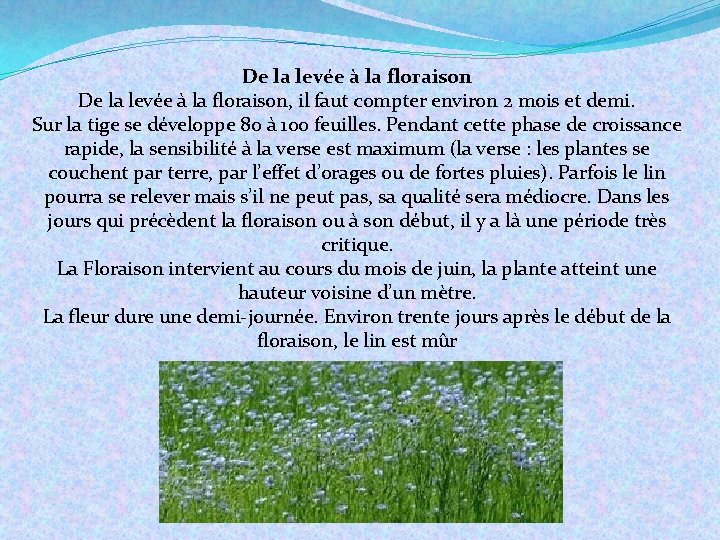 De la levée à la floraison, il faut compter environ 2 mois et demi.