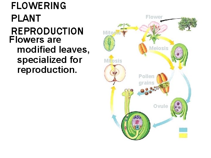 FLOWERING PLANT REPRODUCTION Flowers are modified leaves, specialized for reproduction. Flower Mitosis Meiosis Mitosis