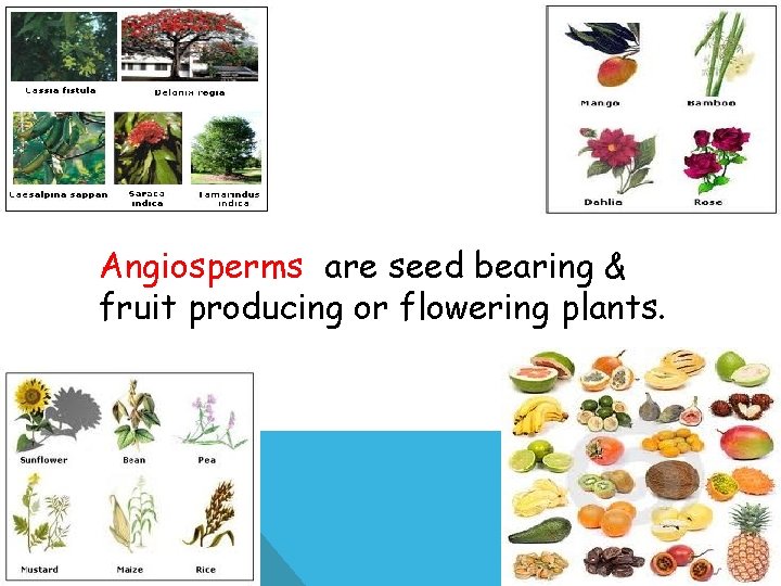 Angiosperms are seed bearing & fruit producing or flowering plants. 