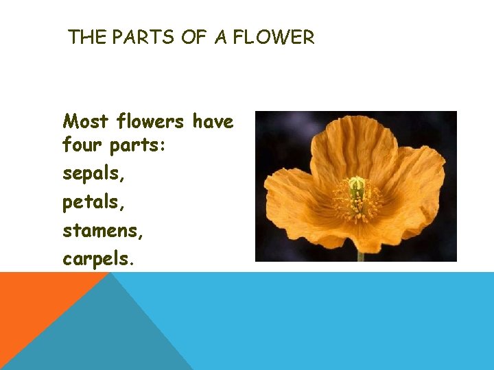 THE PARTS OF A FLOWER Most flowers have four parts: sepals, petals, stamens, carpels.