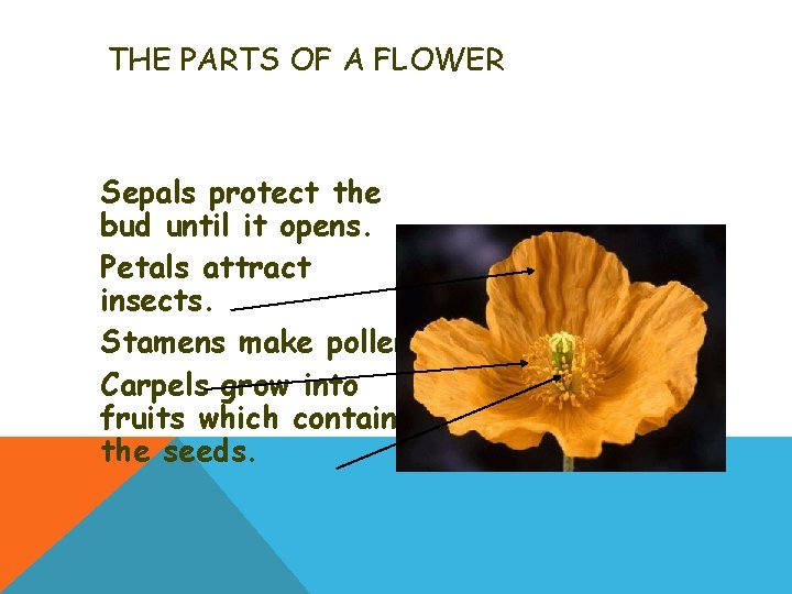 THE PARTS OF A FLOWER Sepals protect the bud until it opens. Petals attract