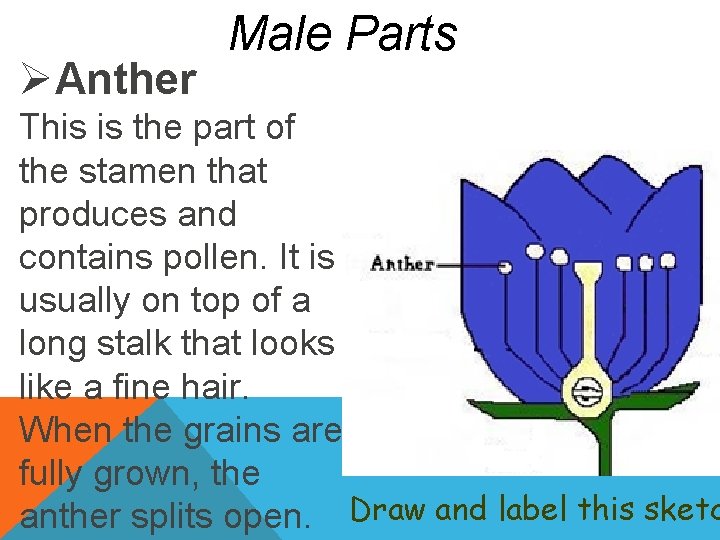 ØAnther Male Parts This is the part of the stamen that produces and contains